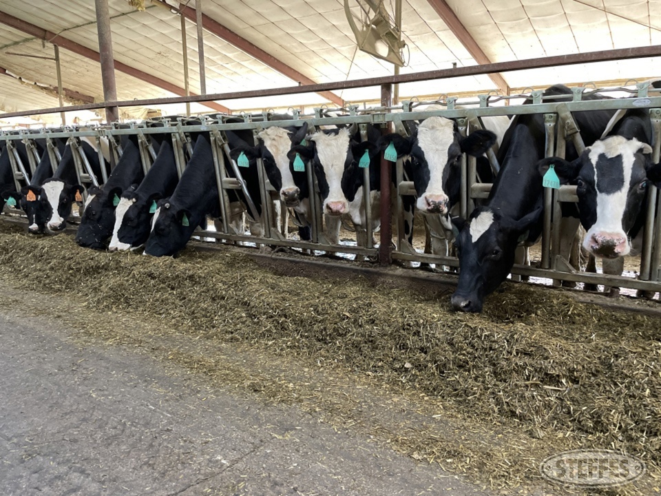 Gordon & Kathy Michaels Dairy Heifer Retirement Auction - Steffes Group ...